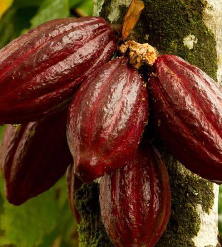 aduna super cacao pod tree 5cc66958 af66 4add 9036 251b7ebd1290