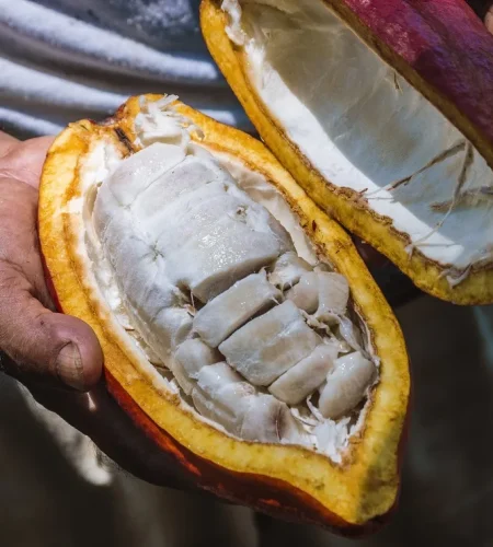 amazon cacao tree what is it