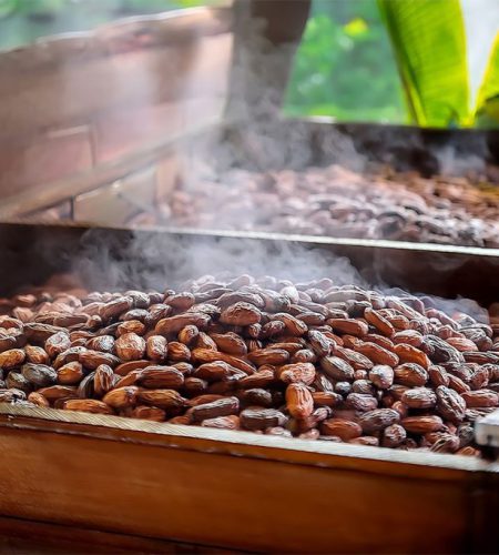 cocoa beans in fermentation process 1024x683